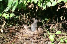 Amsel-9-Tag-11.jpg